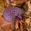 Amethyst Deceiver