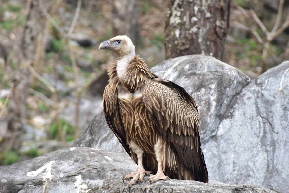 Himalayan Griffon Vulture / Himalayan Vulture / हिमाली गिद्ध