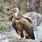 Himalayan Griffon Vulture / Himalayan Vulture / हिमाली गिद्ध