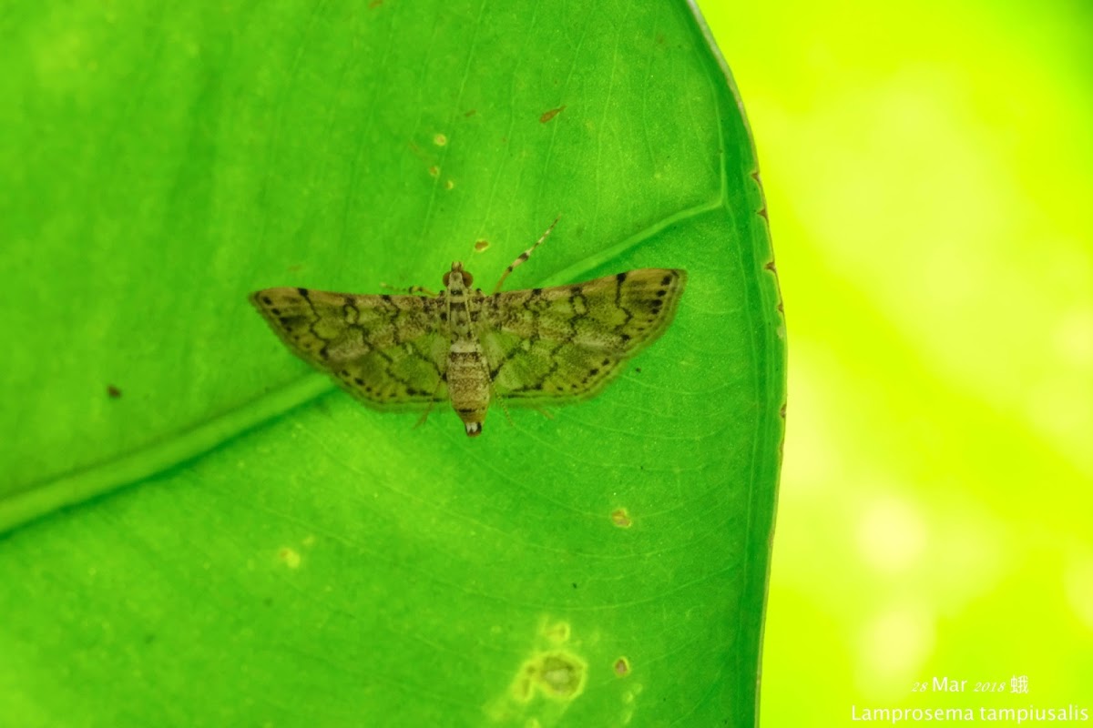 Lamprosema tampiusalis 黃環蝕葉野螟