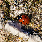 ladybird beetle