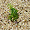 Sea Lettuce