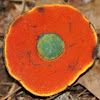 Red-mouth Bolete