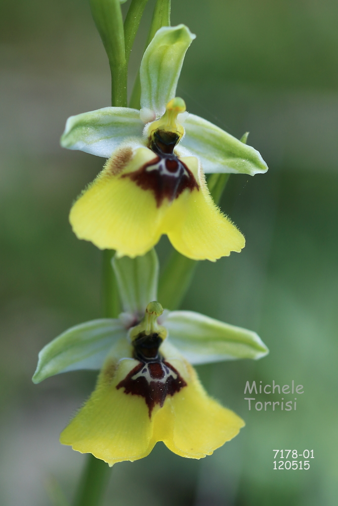 Ophrys lacaitae Lojac.