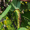 rosie apple aphids