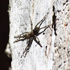 Unknown spider