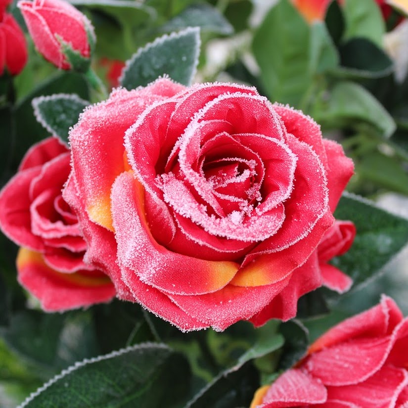 Cuidados de flores en invierno: todo lo que debes saber