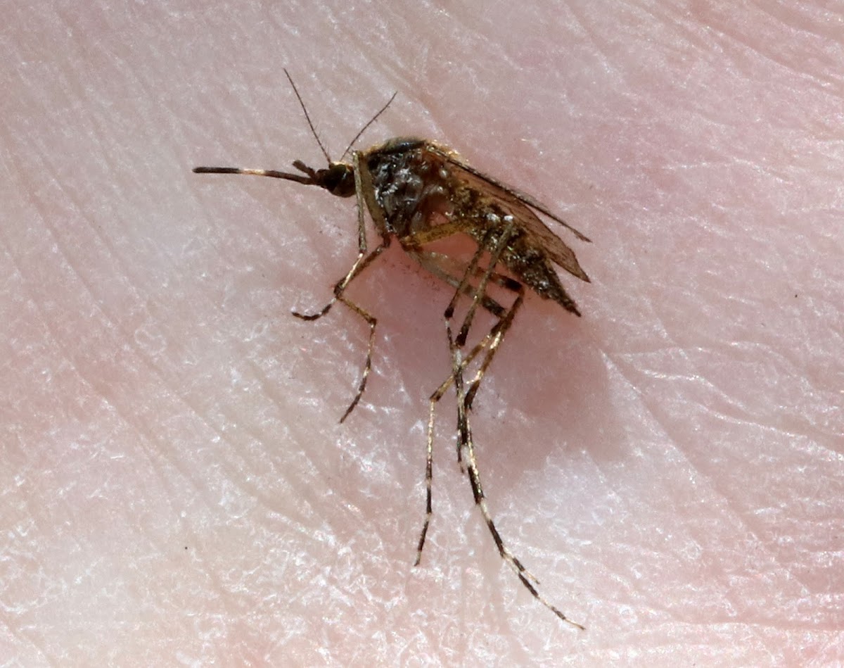 Eastern Saltmarsh Mosquito