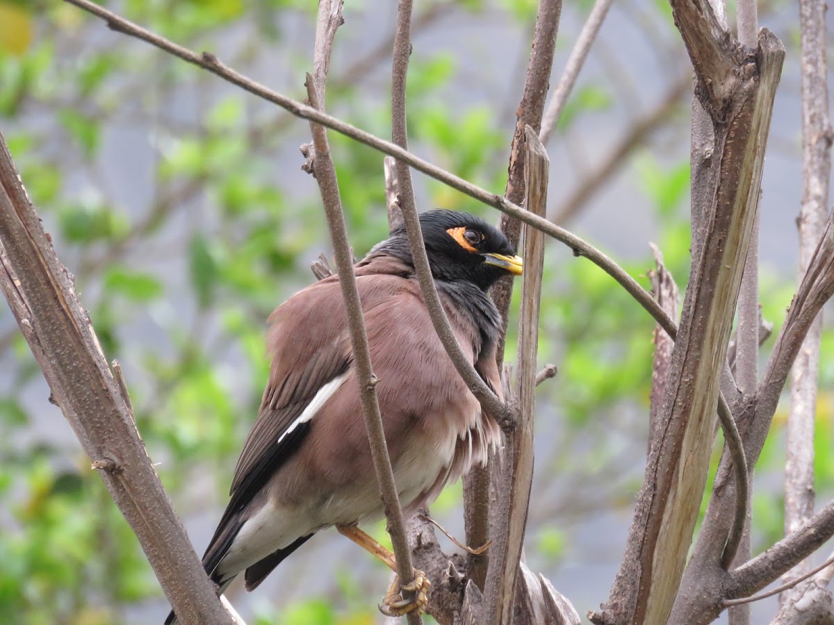 Common myna