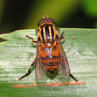 Hover Fly or Syrphid Fly