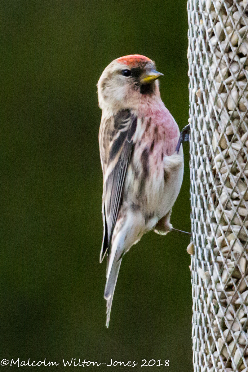 Lesser Redpoll