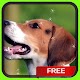 Download Beagle Puppy Live Wallpaper Background Theme For PC Windows and Mac 26
