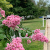 Pink Crape Myrtle