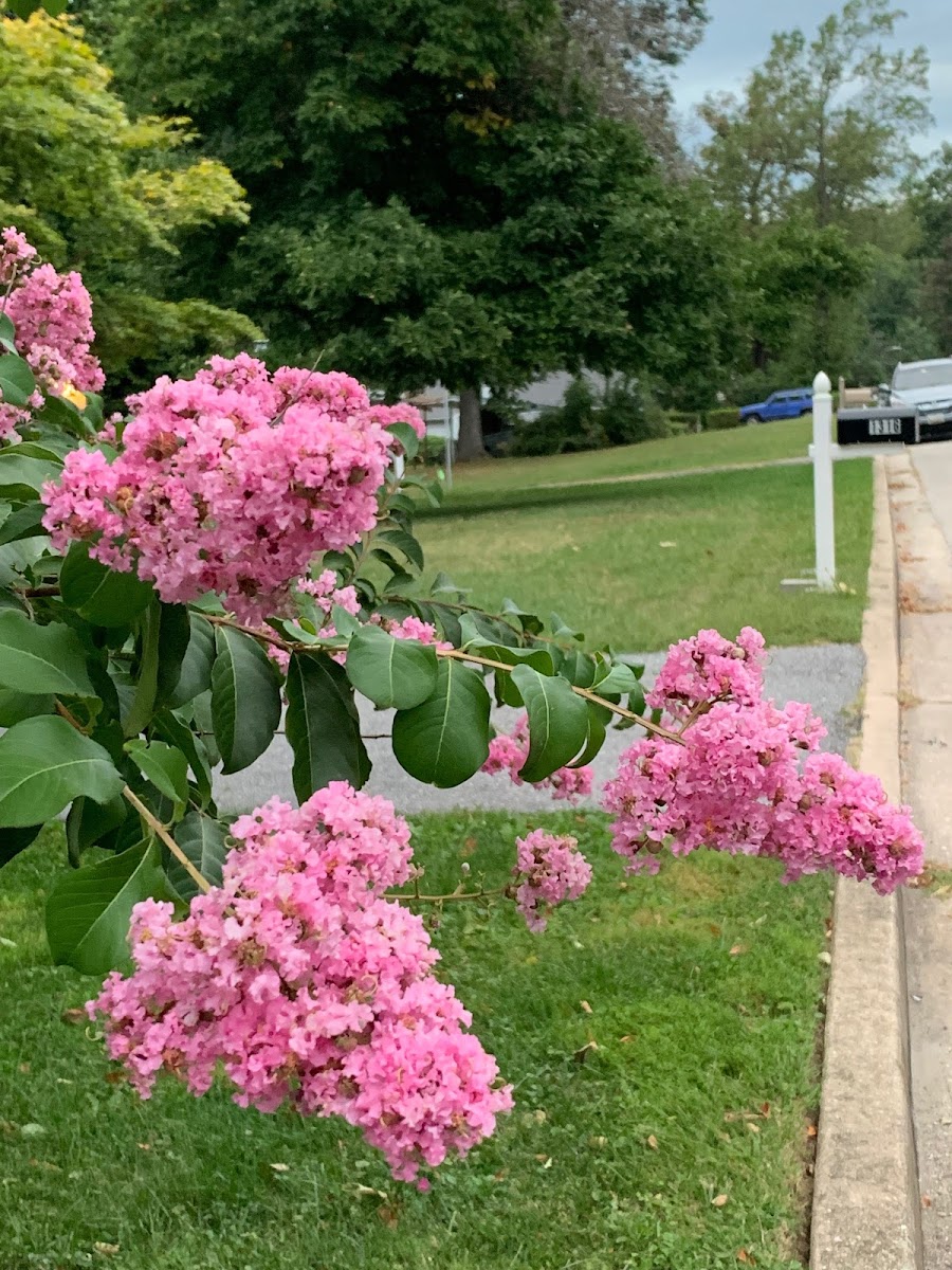 Pink Crape Myrtle