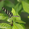 Zebra Longwing Butterfly