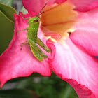 Javanese grasshopper nymph