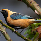 Saíra-amarela (Burnished-buff Tanager) - Male