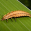 Firefly larvae