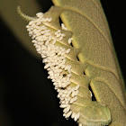 Hawk Moths