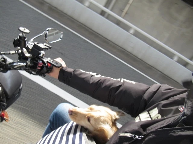 TUBESTさんが投稿したワンコと一緒・プチツーリング・ミニチュアダックスフンド・バイクに関するカスタム事例の投稿画像1枚目