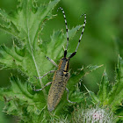 Longhorn Beetle