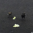 American Crow (on the right side)