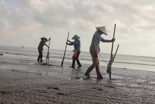 Cồn Vành vào mùa cào ngao - 2