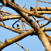 purple-rumped sunbird