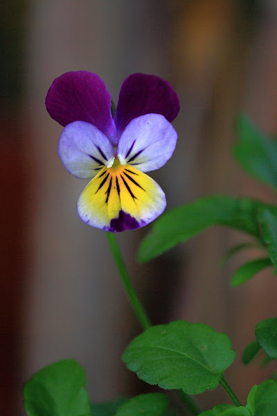 Viola tricolor (Come-and-Cuddle-Me, Heart's Delight, Heartsease