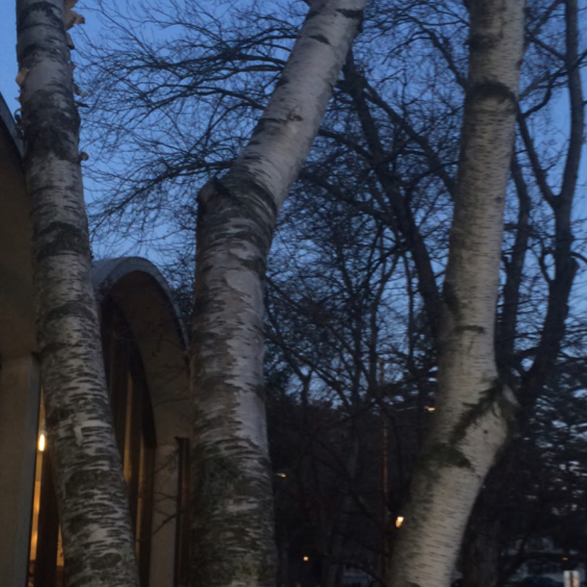 Birch tree