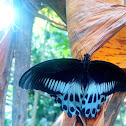 The blue Mormon (male)