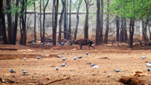 Tigers in Thailand 2016