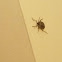 Brown Marmorated Stink Bug