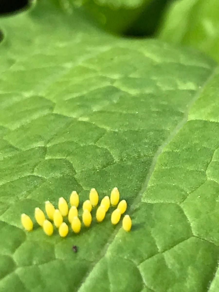 Butterfly eggs