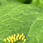 Butterfly eggs