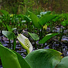 Bog Arum