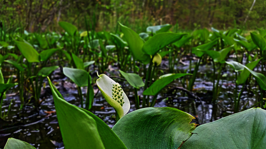 Bog Arum