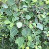 Quaking Aspen