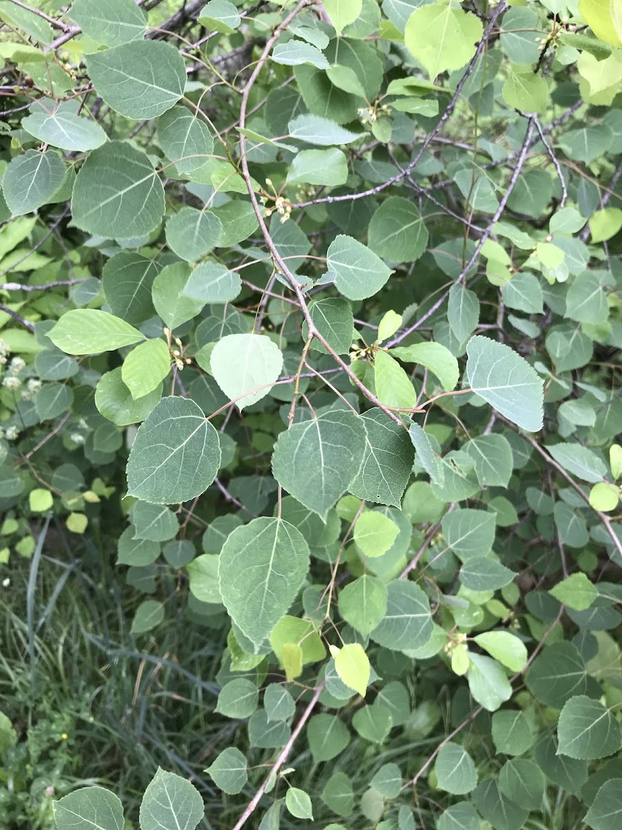 Quaking Aspen