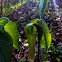 Jack-in-the-Pulpit