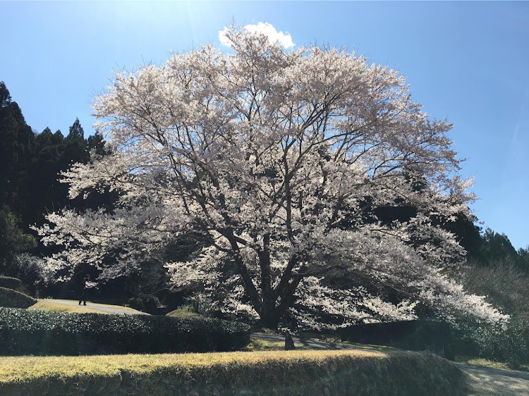 の投稿画像6枚目