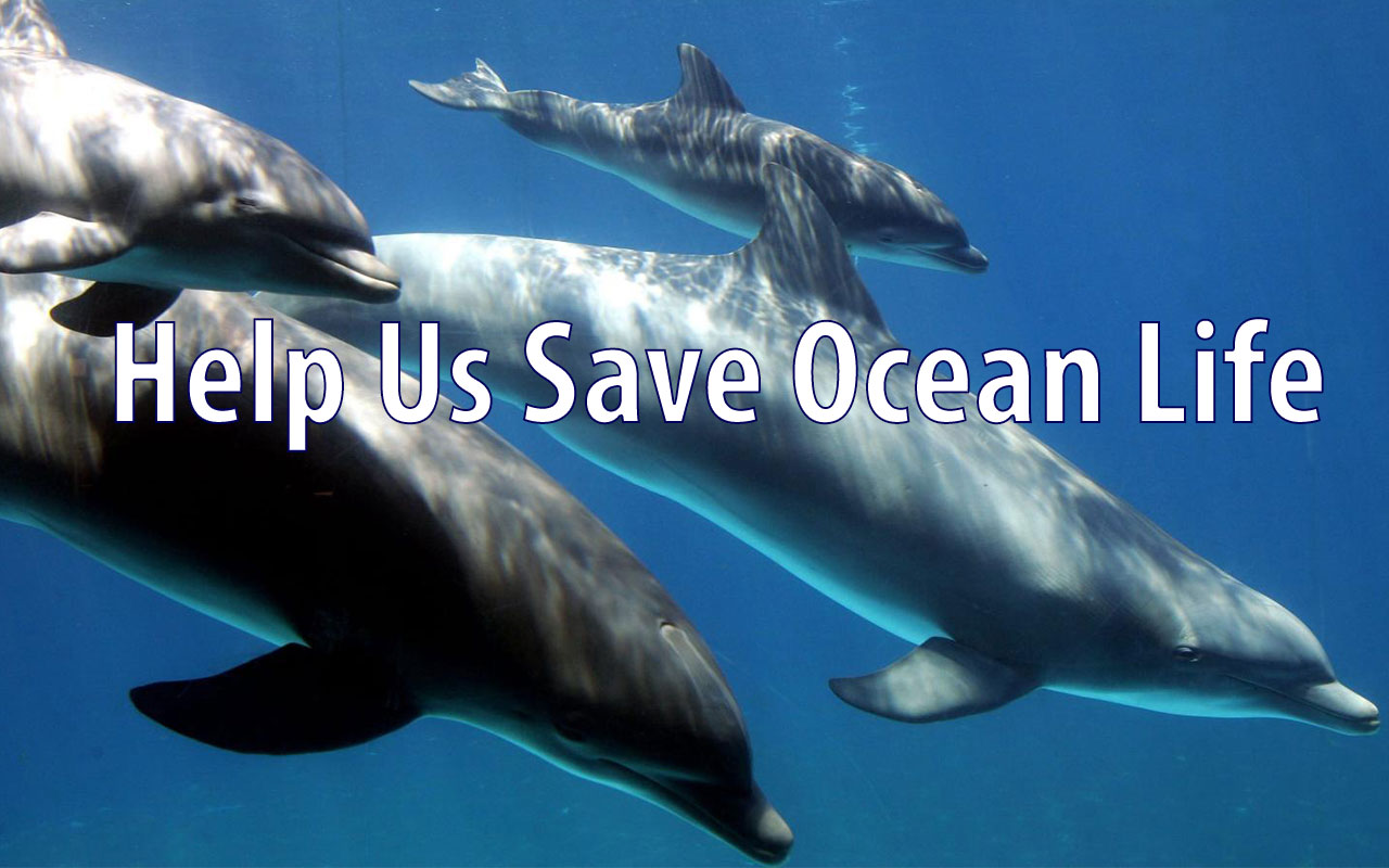 OCG - Saving Ocean Life Preview image 0