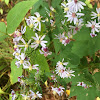 American Asters