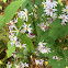 American Asters