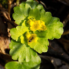 Alternate-leaved golden-saxifrage