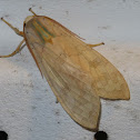 Arctiine tussock moth