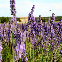 Flying Over a purple Grass di 