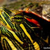 Red-eared slider turtle