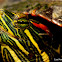 Red-eared slider turtle