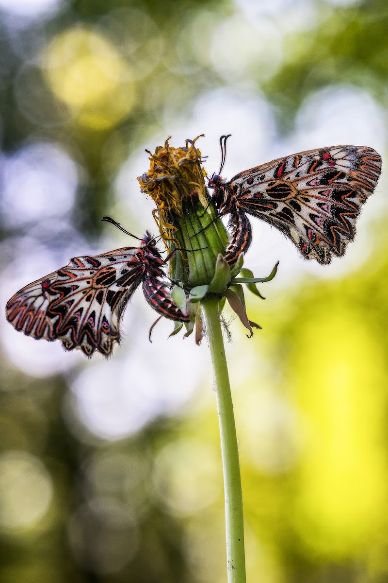 Coppia di zerynthia  di francesco_parini